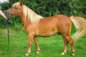 poney-Shetland