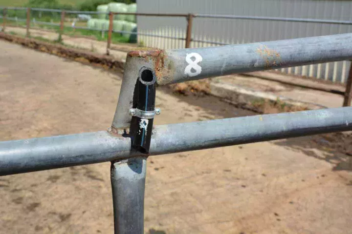 L’éleveur a disposé une quinzaine de tuyaux avec le numéro de chaque flacon d’huiles essentielles qu’il utilise. Il y dispose régulièrement quelques gouttes et les vaches vont spontanément renifler celles dont elles ont besoin pour solutionner un problème de mammite ou de parasitisme par exemple. Depuis un an qu’il utilise cette technique, il n’a presque plus de mammites et la moyenne de leucocytes est passée de 250 000 à 80 000.