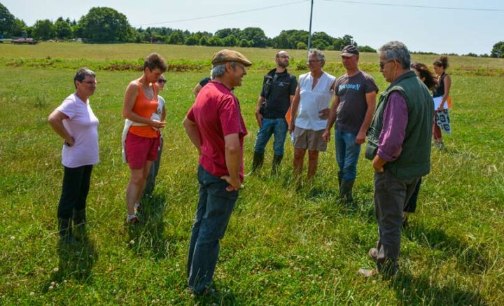 Le groupe d’échange du Civam 56 observe les résultats d’un sursemis permettant de renouveler rapidement une prairie.