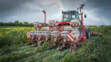 L’image est impressionnante. Après les céréales en automne, Laurent Cornée sème désormais son maïs « directement dans des couverts vivants ».