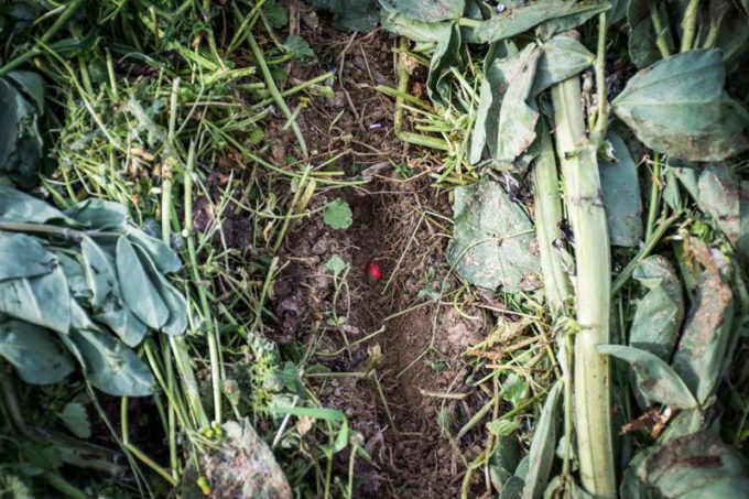 La graine est posé dans le sillon, sous un mulch d’avoine et de féverole qui sera roulé et puis désherbé après le semis. 