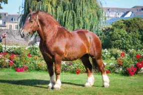 Denvers d’Iroise, étalon acheté par l’association en 2016, est basé au haras de Lamballe (Crédit : Gérard Plongère).