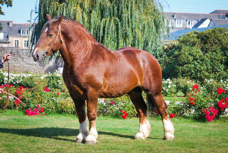 Denvers d’Iroise, étalon acheté par l’association en 2016, est basé au haras de Lamballe (Crédit : Gérard Plongère). - Illustration Faciliter la reproduction du Cheval breton