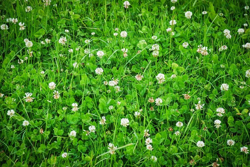 trefle-blanc - Illustration Installer une prairie de longue durée