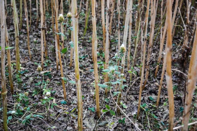 Le trèfle blanc est déjà bien développé sous le colza, il attend la récolte pour pouvoir profiter de la lumière et produire du fourrage pour les vaches laitières.