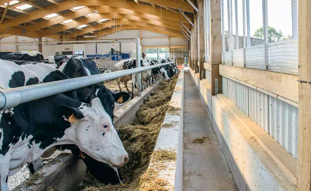 Le troupeau est conduit en deux lots (d’un côté les 1res et 2e lactations, de l’autre les vaches plus âgées). Chacun des deux est nourri grâce à un tapis d’alimentation. Une simple barre au garrot optimise le nombre de place à l’auge. - Illustration Une étable pour produire beaucoup de lait à 2 UTH