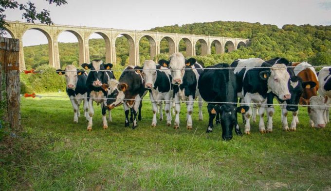 vache-fil-herbe