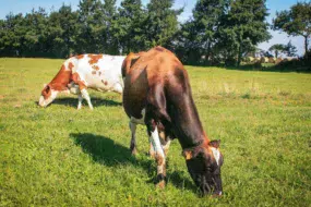 vache-herbe-pature