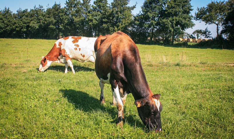 vache-herbe-pature - Illustration Herbe, de la qualité en quantité