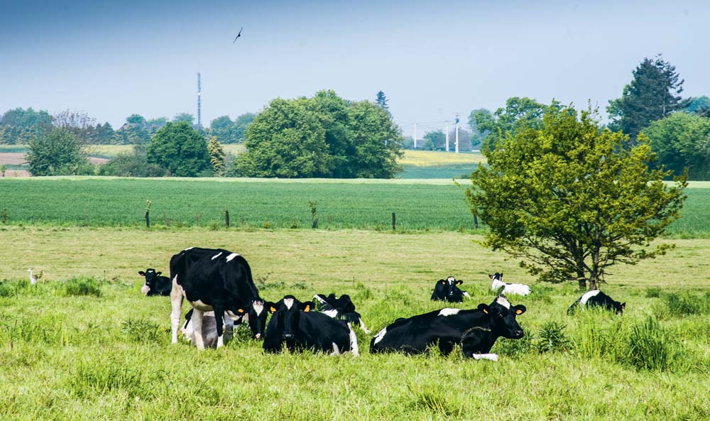 vache-lait-pature - Illustration Chercher l’économie à travers l’agronomie