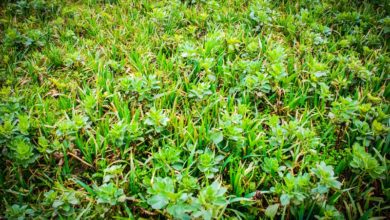 Photo of Couverts : Semer le plus tôt possible