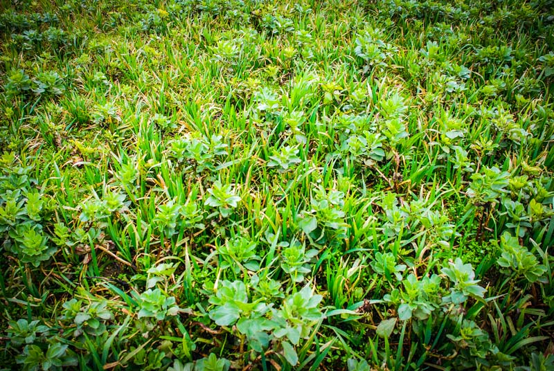 CIPAN-feverole-avoine - Illustration Couverts : Semer le plus tôt possible