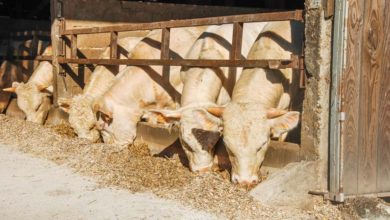 Photo of Filière cuir : des actions contre les griffures et les parasites