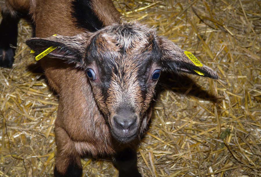 chevreau - Illustration Le chevreau, parent pauvre de la filière