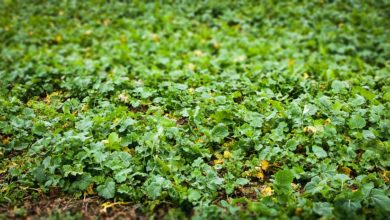 Photo of 8000 ha de colza détruits en raison d’une contamination fortuite d’OGM
