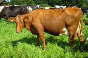 Vache issue d’un croisement Vicking red x Montbéliarde x Holstein.