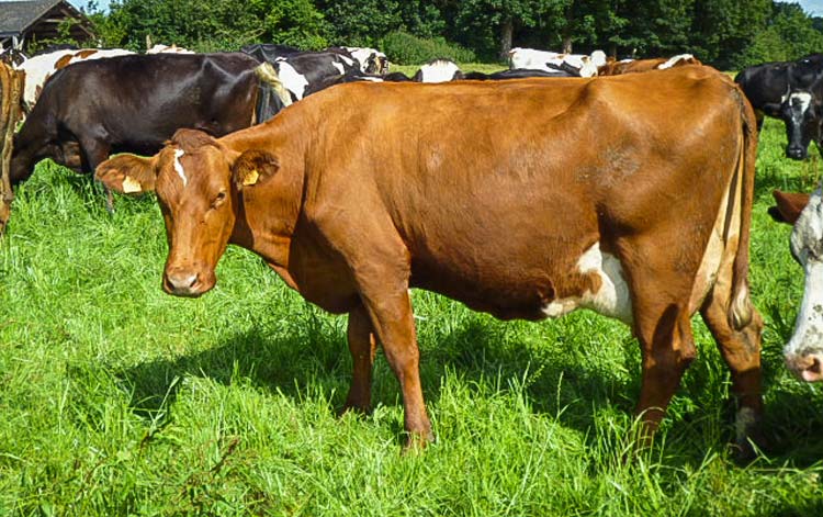 Vache issue d’un croisement Vicking red x Montbéliarde x Holstein. - Illustration Des vaches à bon potentiel avec le croisement 3 races