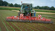 La roto-étrilleuse a prouvé lors de la démonstration sur haricots qu’elle peut avoir sa place pour désherber mécaniquement entre un passage de herse étrille et un binage.