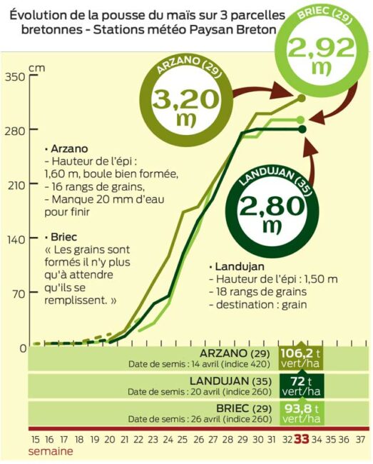 evolution-pousse-mais-15-aout