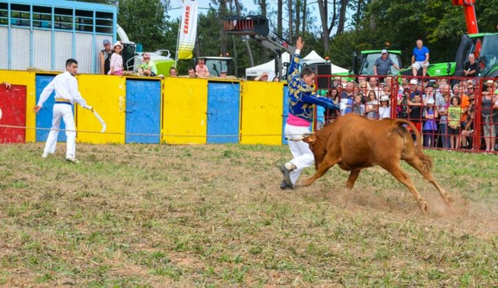 Frissons dans le public lors des spectacles de vaches landaises.