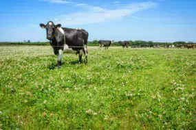 Le croisement permet d’avoir des vaches à forte production, tout en gardant la rusticité.