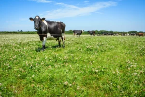 Le croisement permet d’avoir des vaches à forte production, tout en gardant la rusticité.