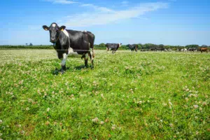 Le croisement permet d’avoir des vaches à forte production, tout en gardant la rusticité.