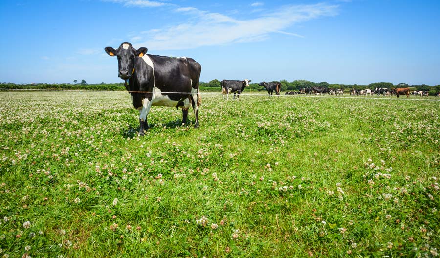 Le croisement permet d’avoir des vaches à forte production, tout en gardant la rusticité. - Illustration Tendre vers l’optimum du coût alimentaire en lait