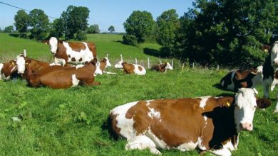 Photo of AOC Comté, les défis pour l’avenir
