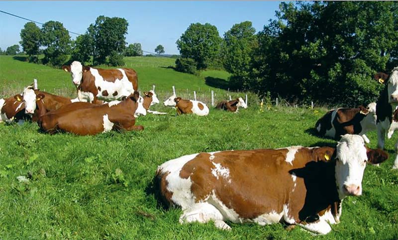 lait-fromage-aoc-comte-vache - Illustration AOC Comté, les défis pour l’avenir