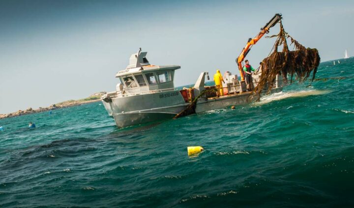 Les cages sont relevées une à deux fois par mois afin d’apporter les algues pour nourrir les ormeaux. © Nicolas Job