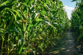 La croissance végétative est quasi terminée, la texture de l'amidon va maintenant évoluer dans les grains.