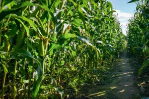 La croissance végétative est quasi terminée, la texture de l'amidon va maintenant évoluer dans les grains.