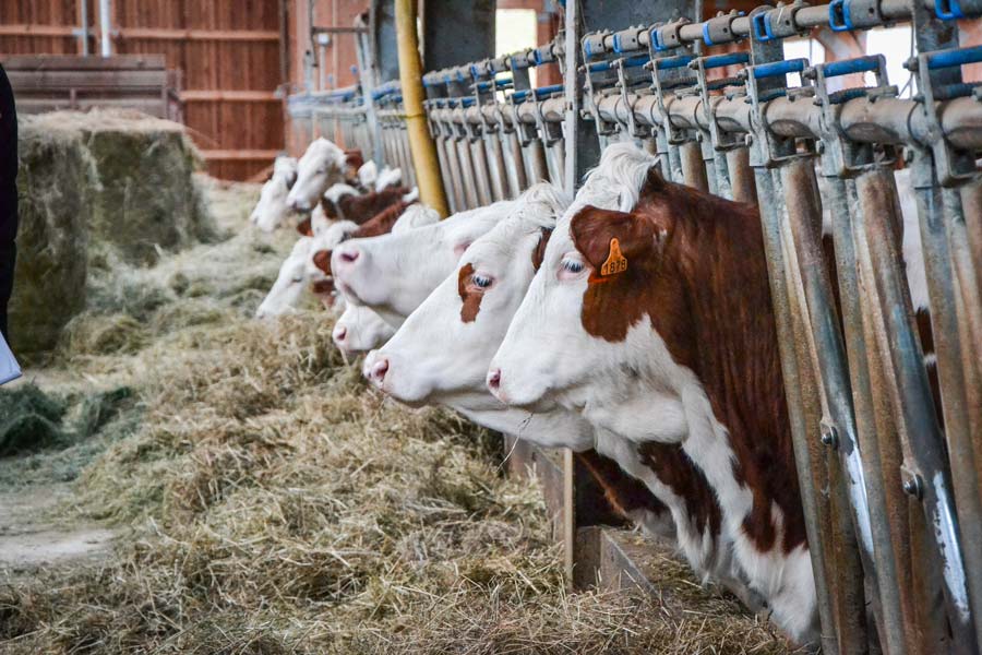 La motié de la SAU sert à faire le foin. - Illustration 5500 kg de lait produits avec de l’herbe