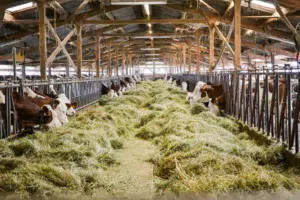 Le foin séché en grange constitue le pilier de la ration de base hivernale.