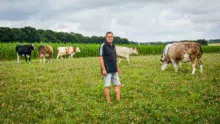 Philippe Brière parmi ses génisses croisées Prim’Holstein et Simmental.