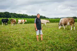 Philippe Brière parmi ses génisses croisées Prim’Holstein et Simmental.