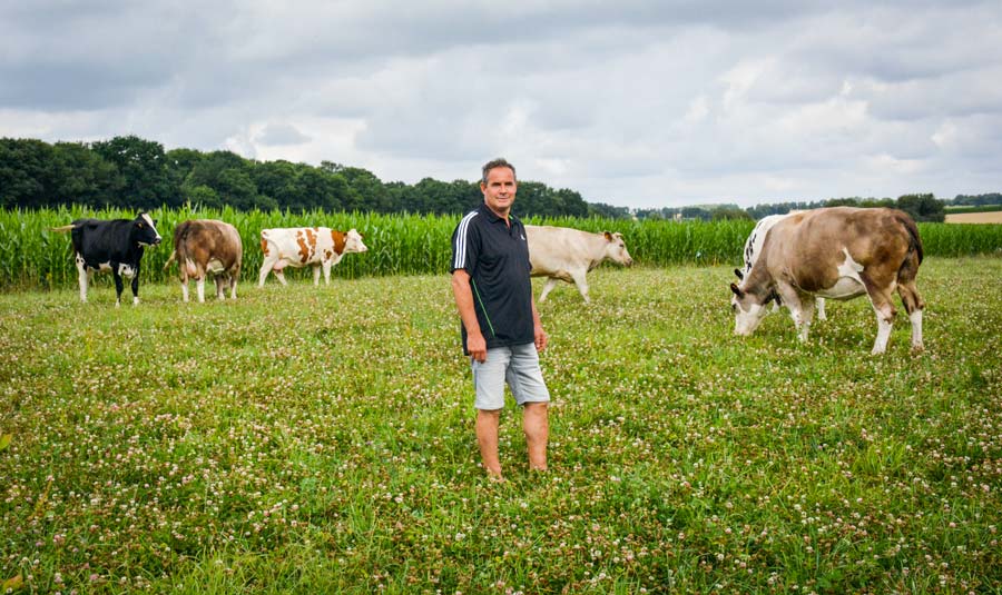 Philippe Brière parmi ses génisses croisées Prim’Holstein et Simmental. - Illustration Une seconde installation en lait lors de la conversion bio