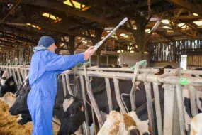 En quelques secondes, l’outil donne la note d’état corporel de la vache.