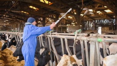 Photo of La note d’état des vaches mesurée en un clic