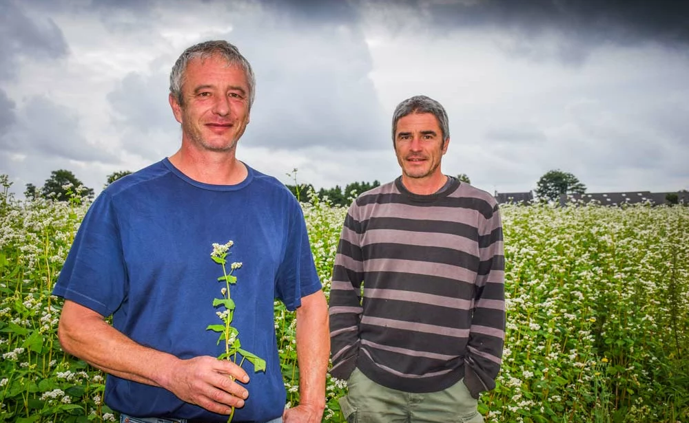 Nicolas et Stéphane Postic, avec une centaine d’hectares de blé noir, sont parmi les premiers producteurs en Bretagne. - Illustration La fine fleur du blé noir