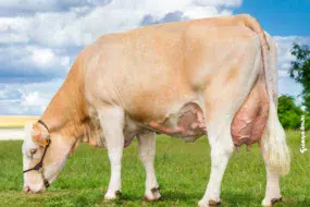 Restée très mixte, la Simmental cumule lait de qualité, riche en protéines, et rendement en viande.