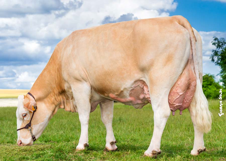 Restée très mixte, la Simmental cumule lait de qualité, riche en protéines, et rendement en viande. - Illustration La simmental sous les feux de la rampe au Space 2017