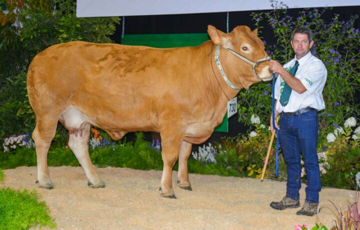 Hotesse, première des « vaches pleines » et « femelles qualifiées. »