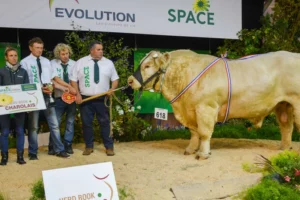 Jolicoeur a été primé Champion mâle du Festival génétique national Charolais.