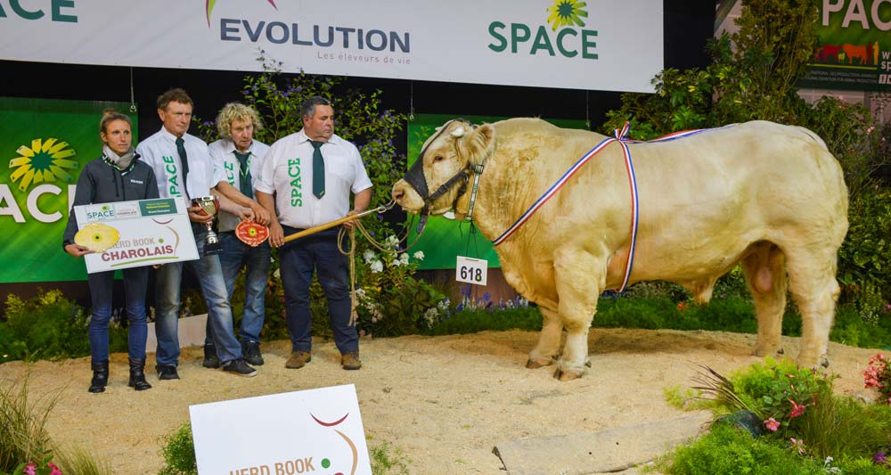 Jolicoeur a été primé Champion mâle du Festival génétique national Charolais. - Illustration La Bretagne au rendez-vous dans les concours races à viande