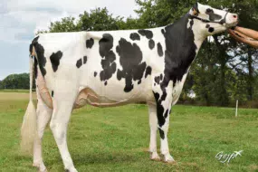 Nutella RG (219 d’Isu et 4,1 en morphologie), une fille d’Hammig Isy Lady TB 85 (sur la photo) et de Louxor, sera en vente.