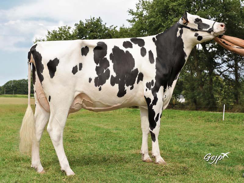 Nutella RG (219 d’Isu et 4,1 en morphologie), une fille d’Hammig Isy Lady TB 85 (sur la photo) et de Louxor, sera en vente. - Illustration Simmental et Charolaise font leur entrée à la vente Élite