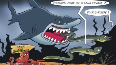 Photo of Le mystère de l’anguille