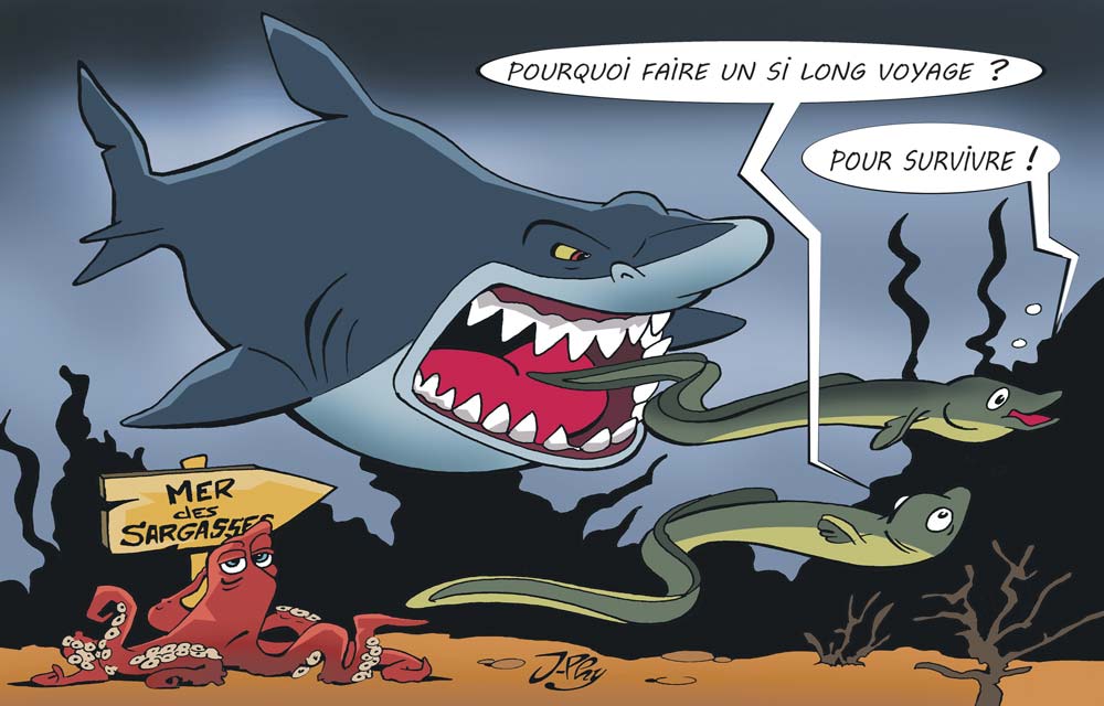 Le-mystere-de-anguille - Illustration Le mystère de l’anguille